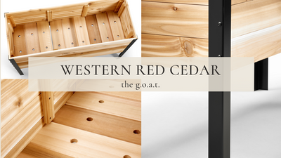 Warum Western Red Cedar der GOAT ist 