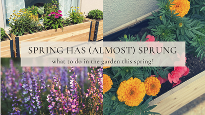 Spring has (almost) Sprung!