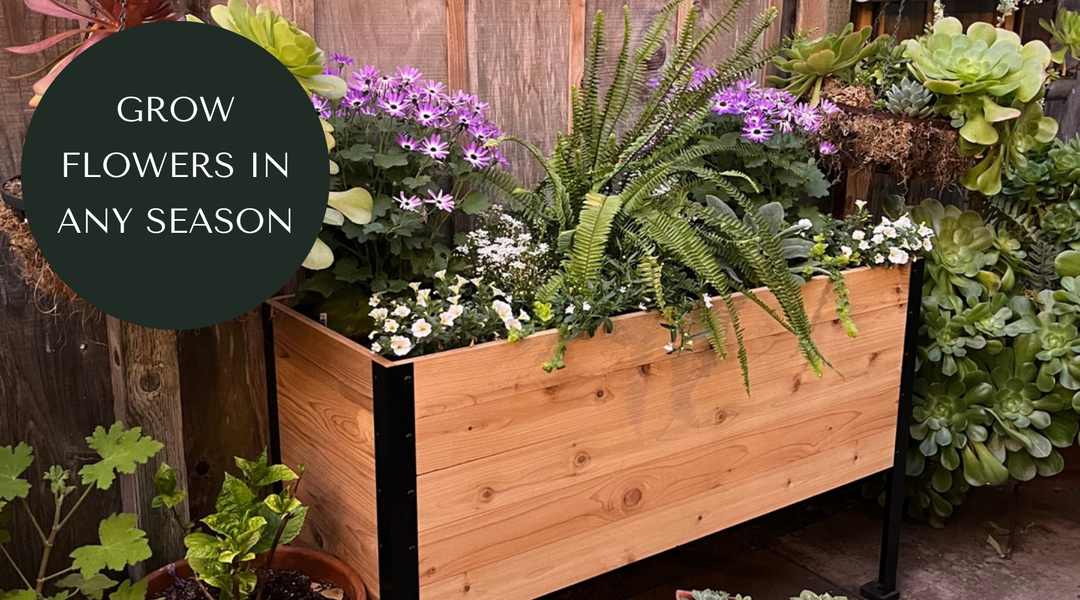 What Flowers Can I be Planting Now in My Raised Garden?