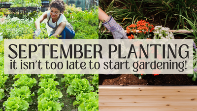 Septemberpflanzung: Es ist nicht zu spät, mit der Gartenarbeit zu beginnen!