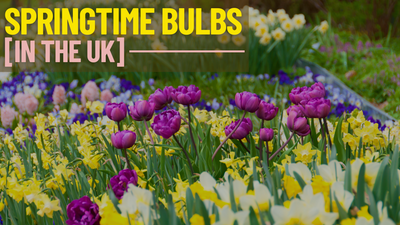 Planting Bulbs In The Springtime