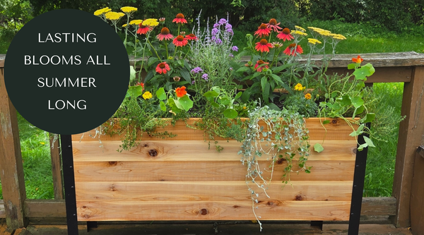 5 Blumen, die den ganzen Sommer durchblühen – ohne Ausputzen