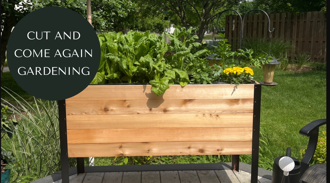 How to Maximize Cut-and-Come-Again Gardening