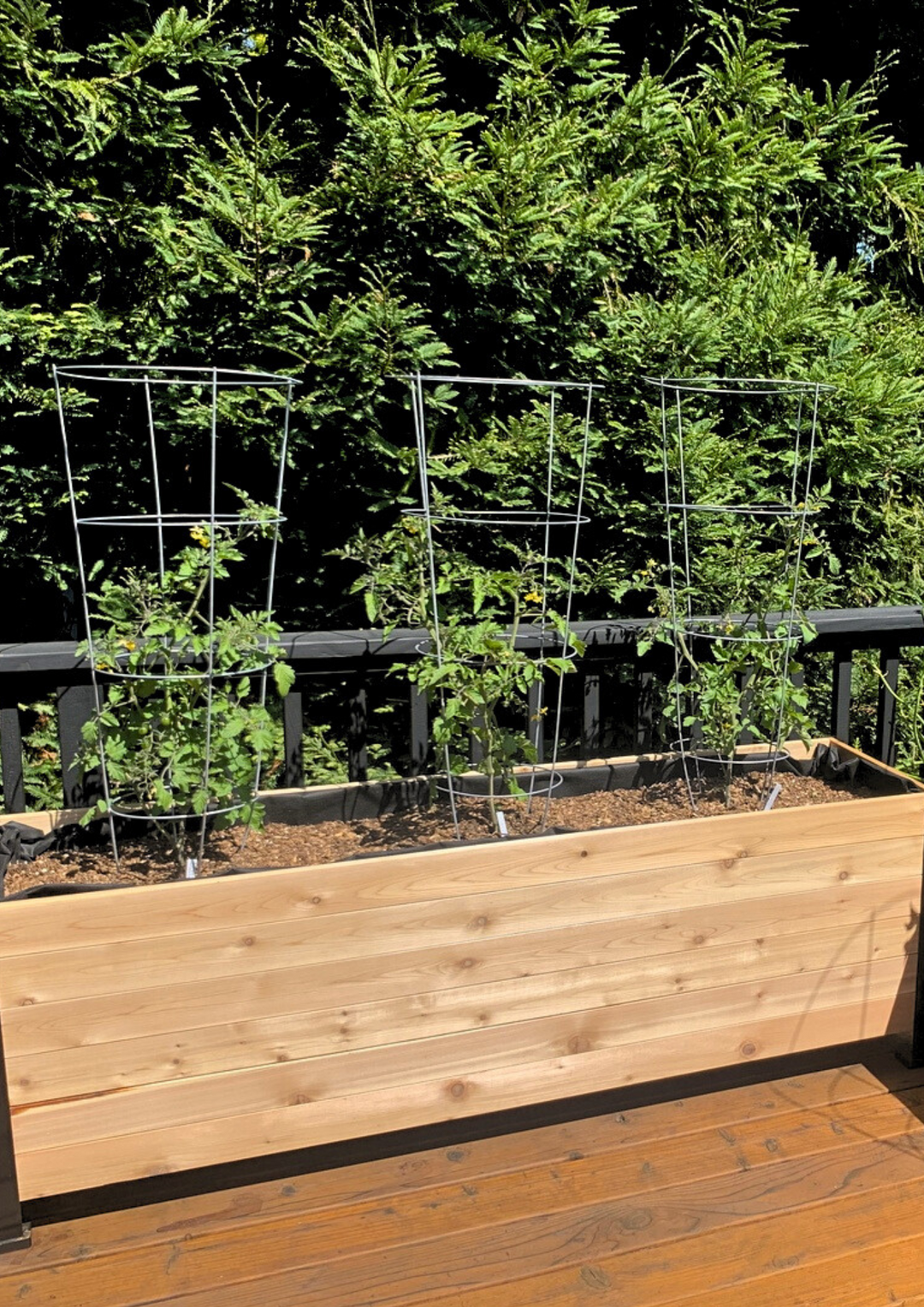 E-book: Tomato planting guide – rectangular cedar planter box for outdoor and garden use