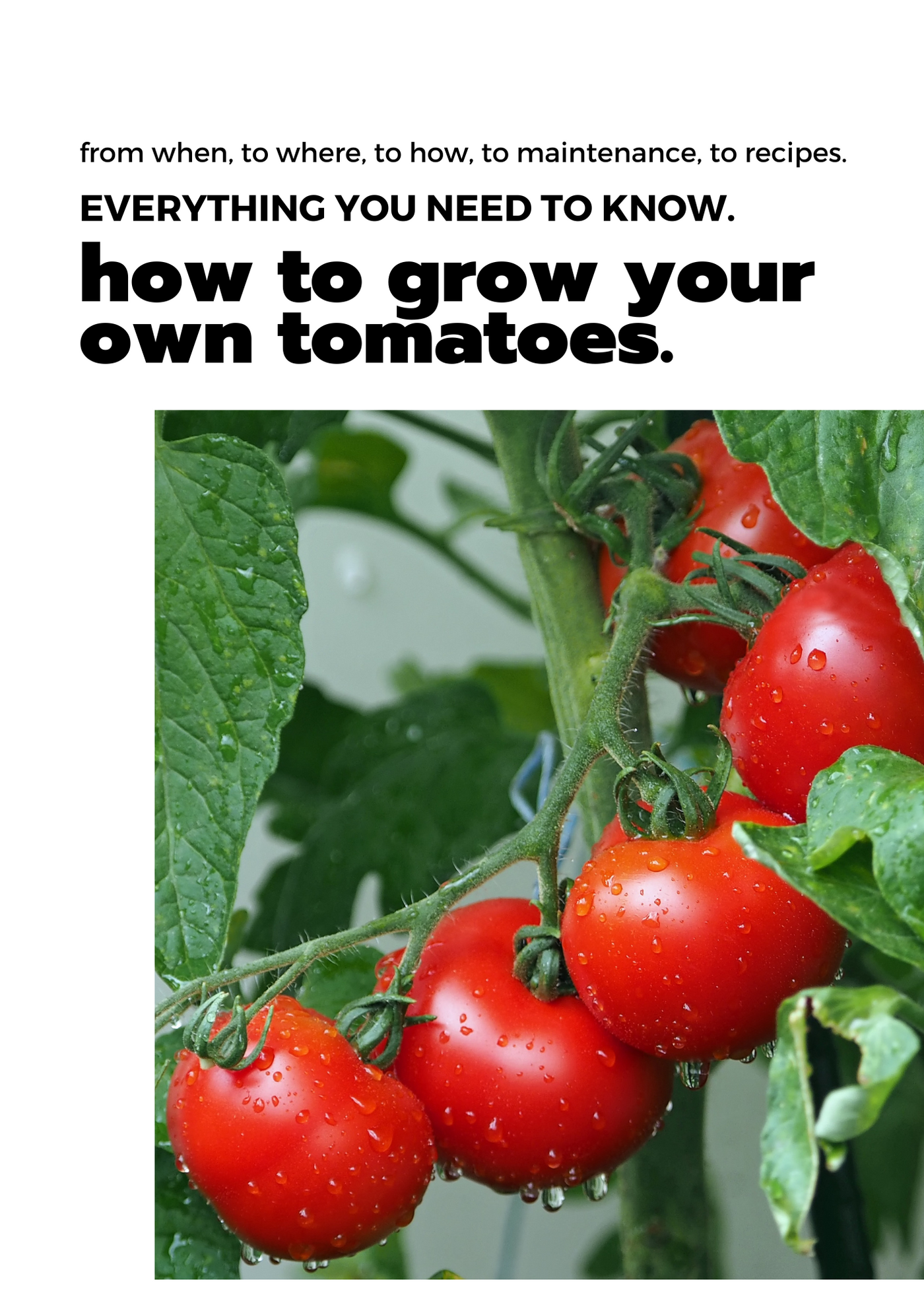 E-Buch: Tomato Planting Guide (Engl. Tomatenpflanzratgeber)