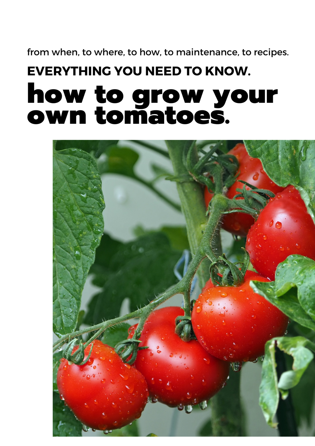 E-book: Tomato planting guide – rectangular cedar planter box for outdoor and garden use