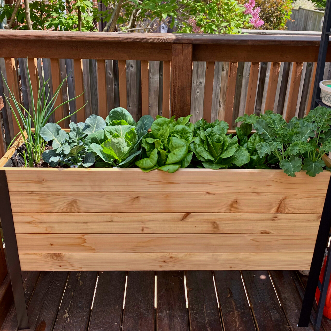 Raised Garden Bed - 46cm x 122cm x 76cm